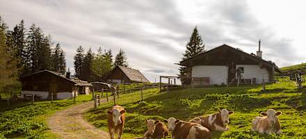 Kühe verbringen ihren Sommer auf der Haaralm.