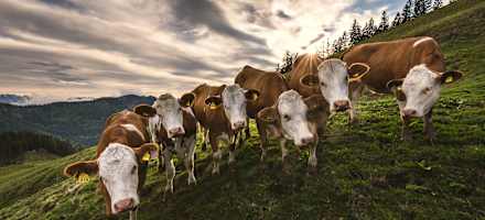 Die Kühe halten die Weiden von Büschen und Bäumen frei.
