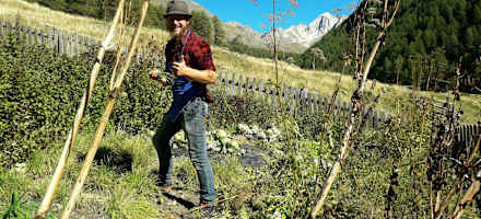 Auf der Mitterkaseralm im Pfossental