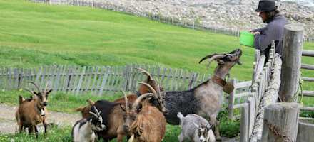 Ziegen auf der Mitterkaseralm