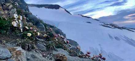 Gletscherflora