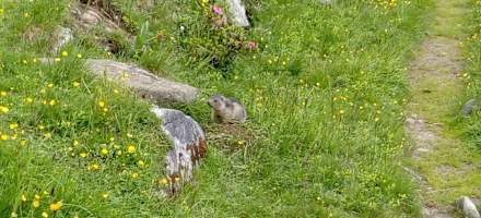 Murmeltier bei der Lanischhütte