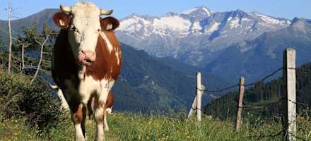 Tierisches Vergnügen auf der Alm 