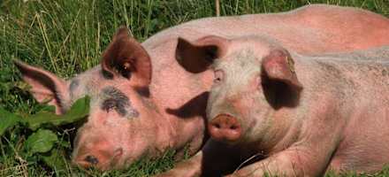 Tierisches Vergnügen auf der Alm 