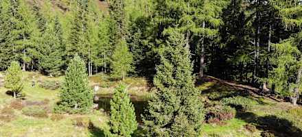 Beeindruckend sind die Wälder rund um die Hütte.