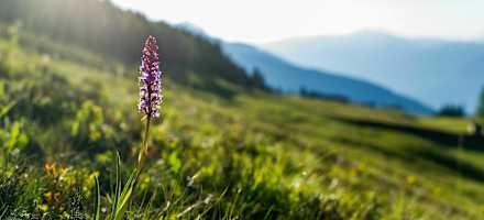 Sattlegers Alpenhof auf der Emberger Alm