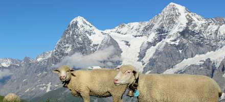 Foto Schilthornhütte
