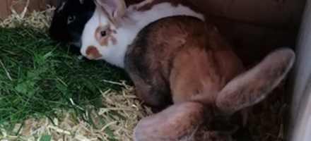 Streichelzoo auf der Stadlalm