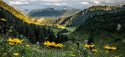 Blick auf das sanfte Tal, in dem sich die Thorau Alm befindet.