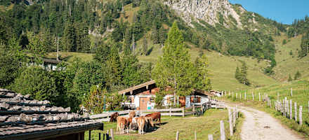 Alle sind auf der Thorau Alm willkommen - die Kühe ebenso wie Wanderer und Radfahrer.
