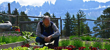 Frischer Salat und Gemüse aus dem eigenen Garten