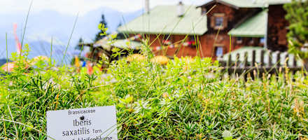 Ein kleines Highlight der Hütte ist der vom Verein zum Schutz der Bergwelt gepflegte Alpenpflanzengarten 