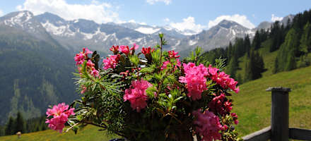 Almrausch auf der Terrasse der Vorderkaseralm