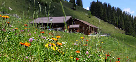 Die idyllische Vorderkaseralm in eimem Blumenmeer