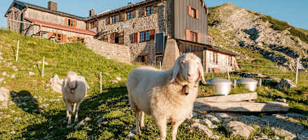 Die Bewohner der Weilheimer Hütte