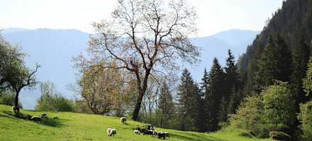Schafe weiden vor dem Gasthaus Longfall