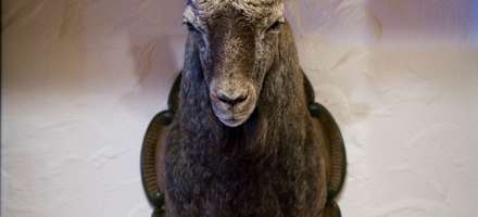 Steinbock im Alpengasthof Finkau im Zillertal