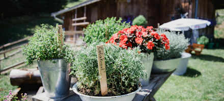 Kräuter spielen auf der Arbesreitalm eine wichtige Rolle.