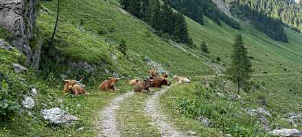 Hochlandrinder am Weg zur Baumgartalm