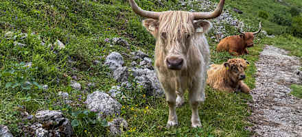 Hochlandrind am Weg zur Baumgartalm