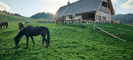Almgelände rund um die Ebenforstalm