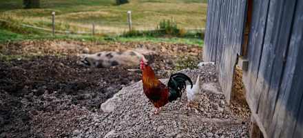 Gemütlich haben es hier nicht nur die Gäste