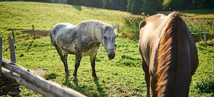 Auf der Alm werden 30 Jungrinder sowie ein paar Milchkühe und Pferde gehalten.