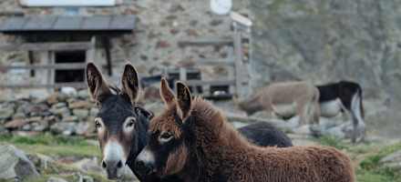 Flaggerschartenhütte