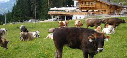 Vor der Ehrwalder Alm