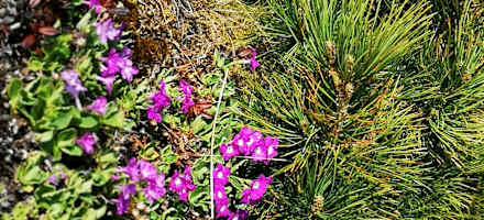 Flaurlinger Alm - bunte Artenvielfalt neben kleiner Zerbe