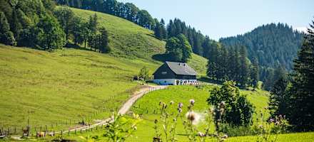 Auf dem Weg zur wunderschön gelegenen Hocherbalm
