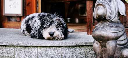 Tierische Freunde auf der Hochsteinalm