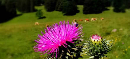 Kleinzeller Hinteralm