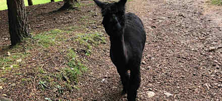 Schon am Weg zur Alm begegnet man den Lamas.