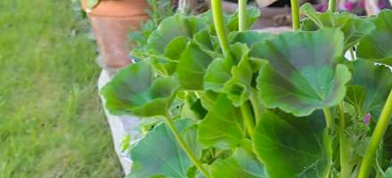 Blumen auf der Lippenbauernhütte