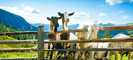 Neugierige Ziegen auf der Loosbühelalm