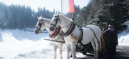 Kutsche bei Lottenseehütte im Winter