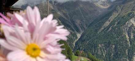 Blümchen auf Maria's Alm