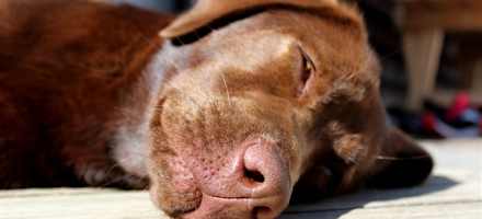 Memminger Hütte - Wachhund