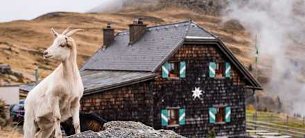 Tierische Bewohner Millstätter Hütte