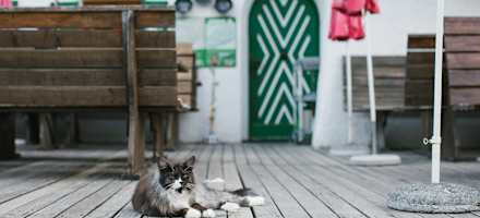 Mitbewohner im Gebirge