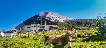 Kühe vor der Pfeishütte