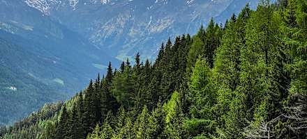 Wunderbare Aussicht auf den Pflerscher Tribulaun von der Prantneralm