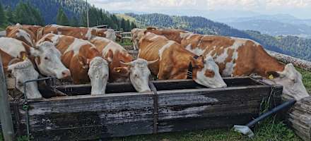 Rudnig Alm - Kühe an der Tränke