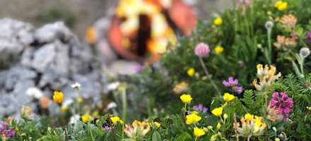Schneealpenhaus - Blumenpracht