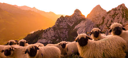 Schafe auf der Schneetalalm