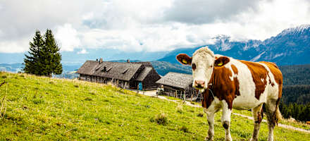 Die Stoißer Alm auf1272m Höhe