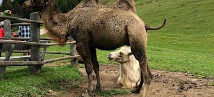 Sogar Kamele verbringen den Sommer auf der Tuffalm.