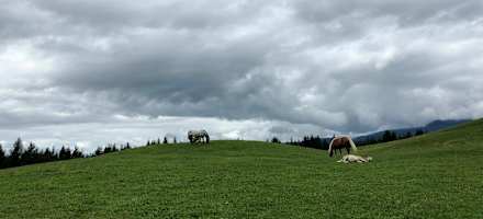 Die Pferde genießen den Almsommer.