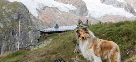 Vierbeiniger Besuch auf der Voralphütte